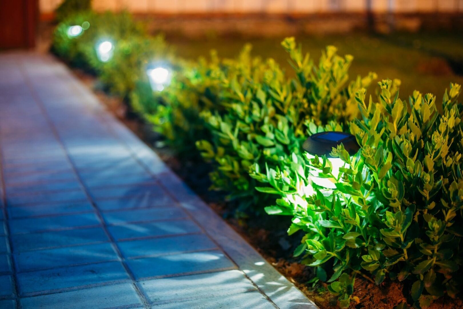 A walkway with plants and light